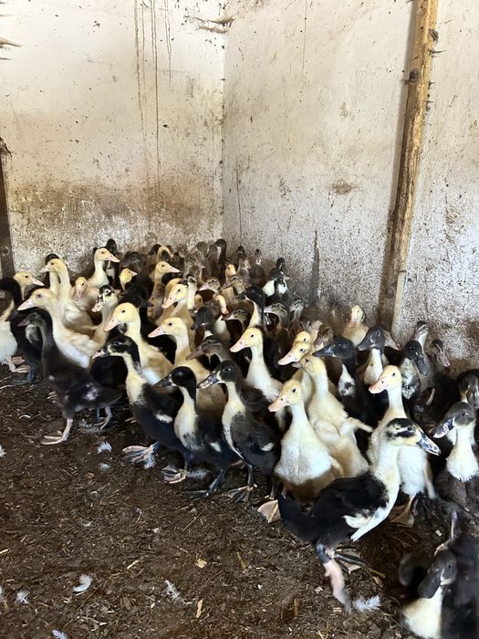 Kaczki pekin dworka staropolska