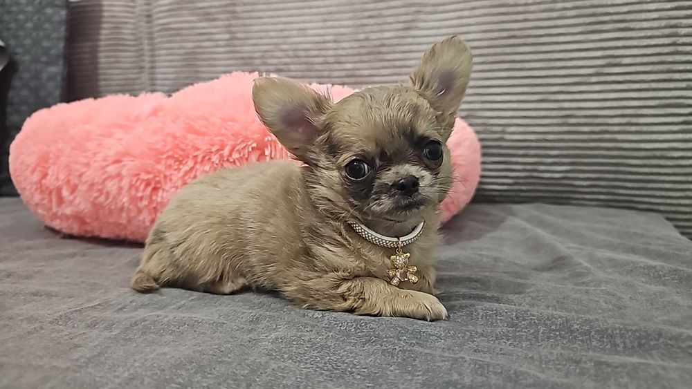 Piękna, długowłosa sunia mini lilowa merle