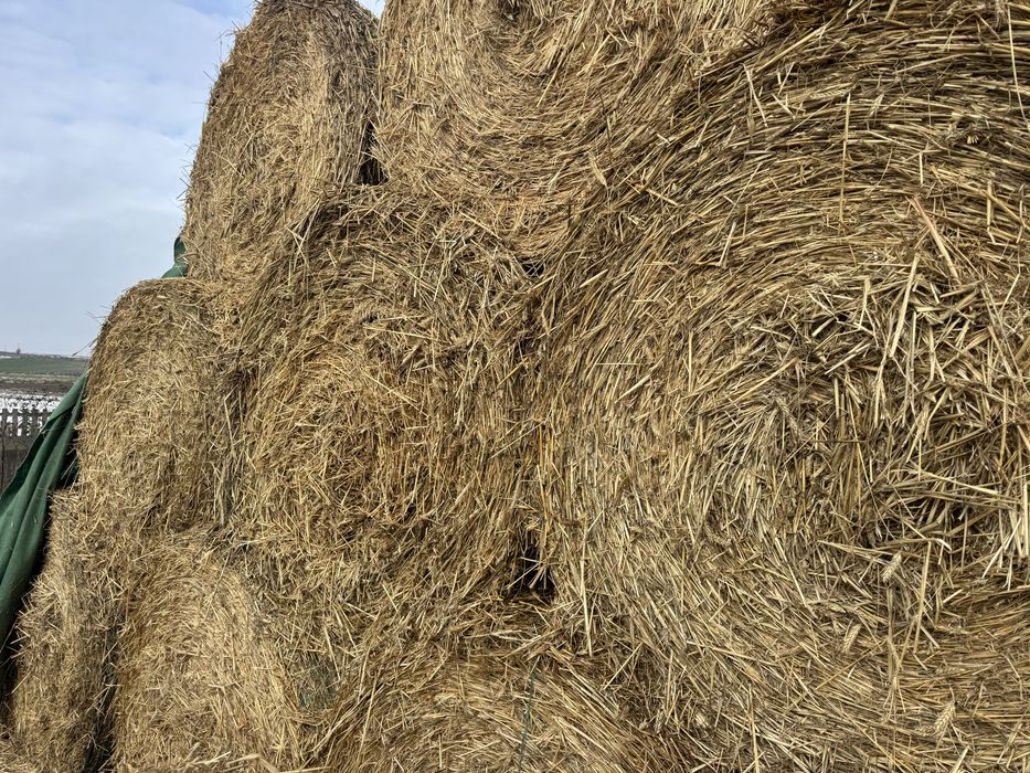 Słoma 130/140 pszenna pszenżyto