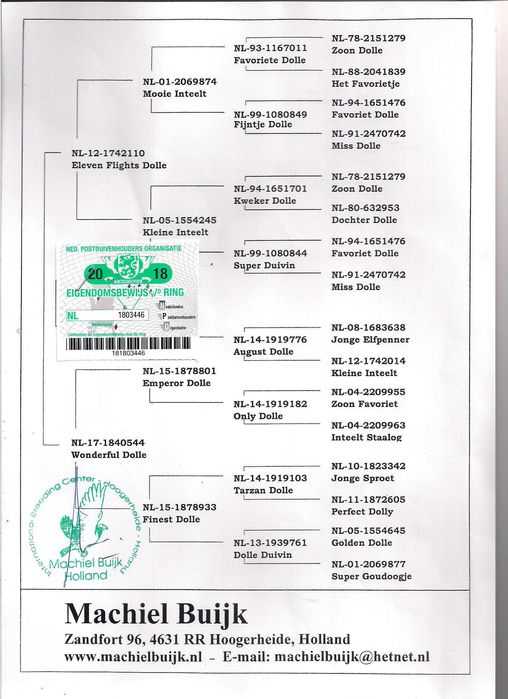 Młode Ardeny Org M. Buijk Para 132 gołębie pocztowe gołąb daleki dysta