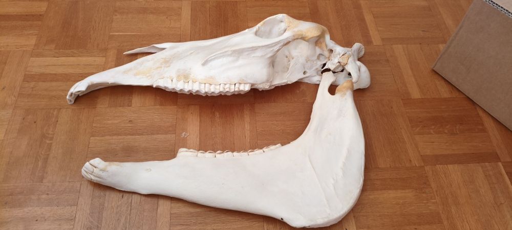 Czaszka konia (połówka) do nauki anatomii (weterynaria, technik weterynarii)