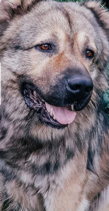 Кавказказец вязка