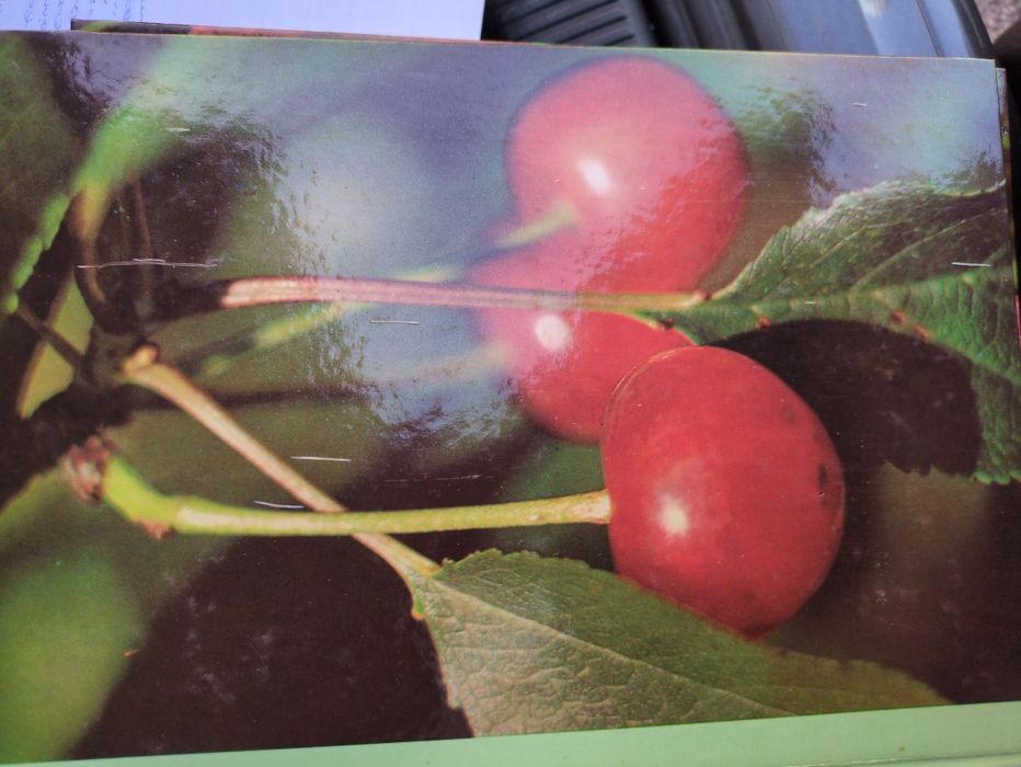 As plantas nossas amigas