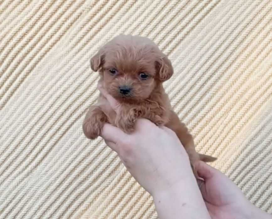 Мальтипу девочка.