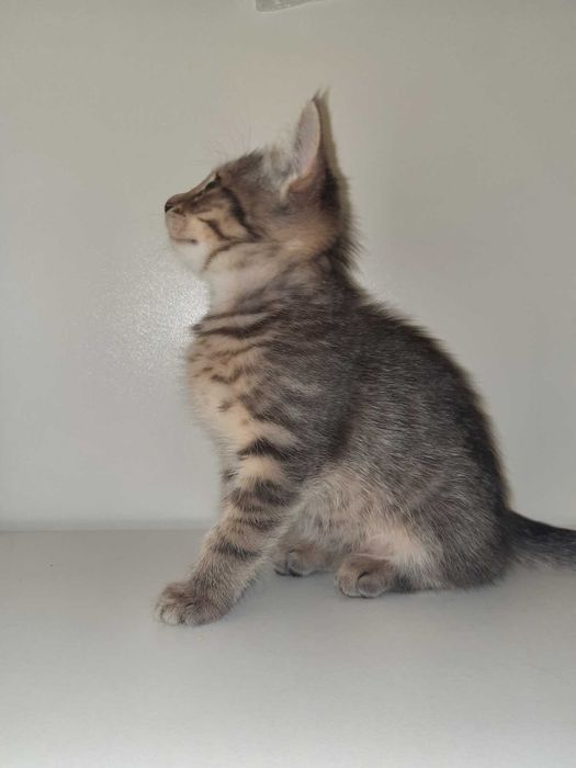 Кошенята британські