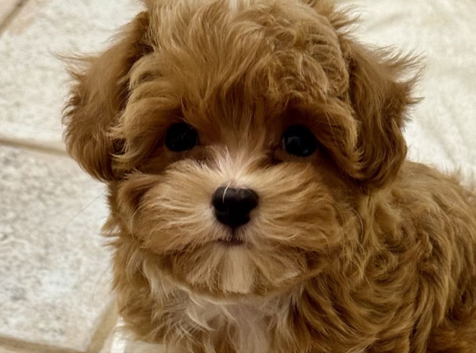 Мальтипу ф1- міні  формат тікап