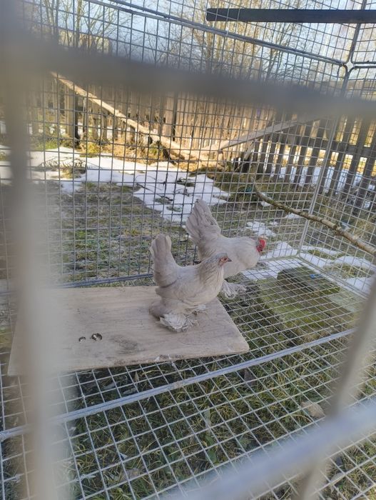 Para kur karzełków