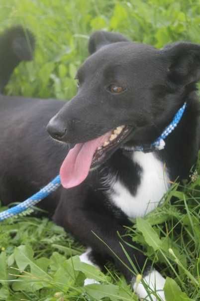 587350 Czika do adopcji