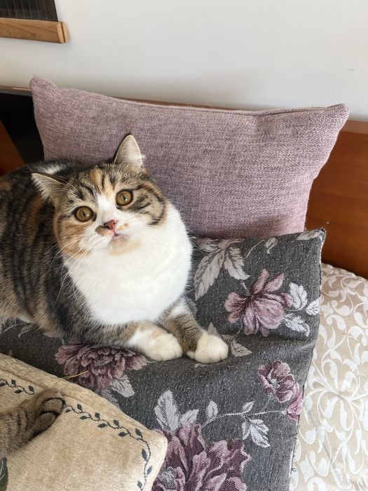 Scottish straight femea