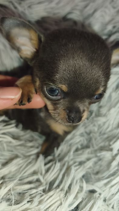 Chihuahua Blue and Tan - Macho