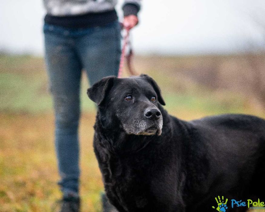 Przekochany psiak NEKO bardzo towarzyski do adopcji