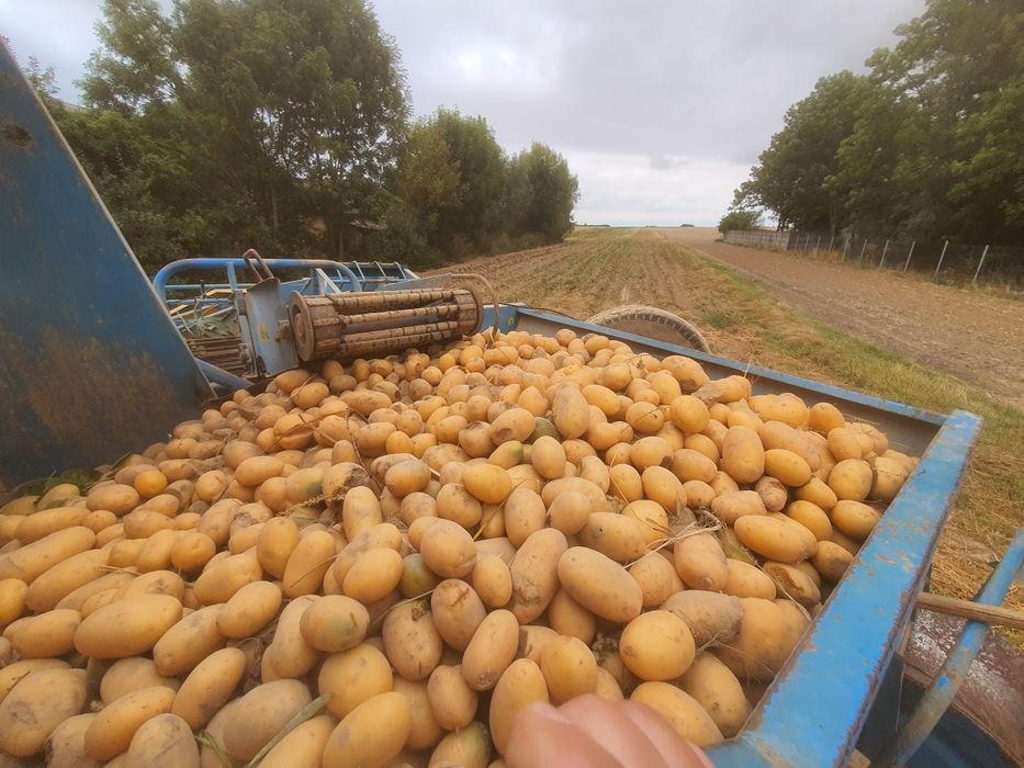 Ziemniaki Queen Anna