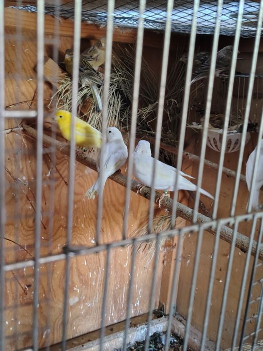Kanarki białe recesywne