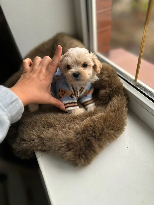 Маленьке щастя Мальтипу мальтіпу. Міні. Є вайбер