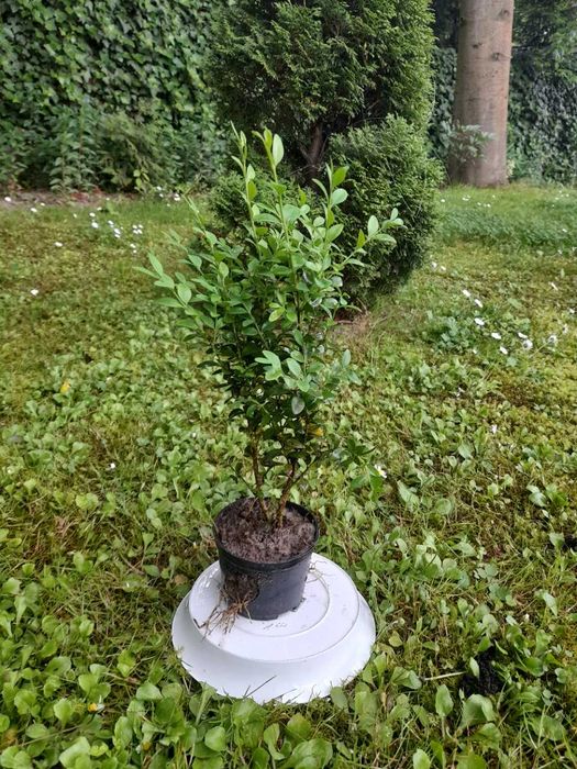 BUKSZPAN krzew, - wysokość średnia około 25 cm plus