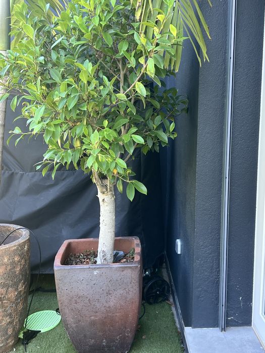 Plantas grandes com vasos