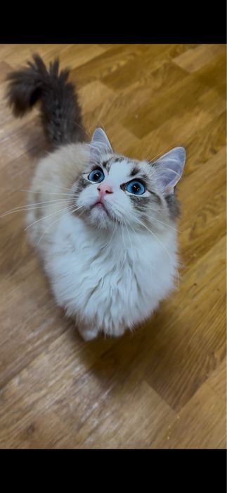 Piękny kotek rasy ragdoll