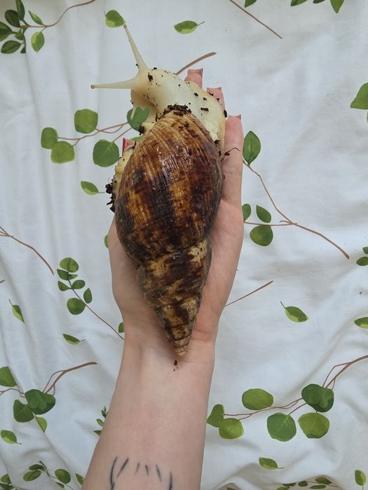 Ślimak afrykański reticulata