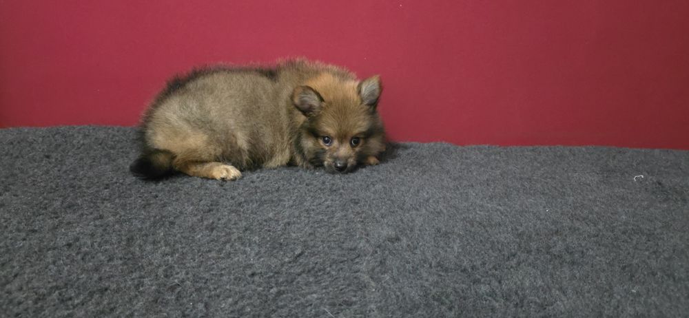 Spitz alemão anão
