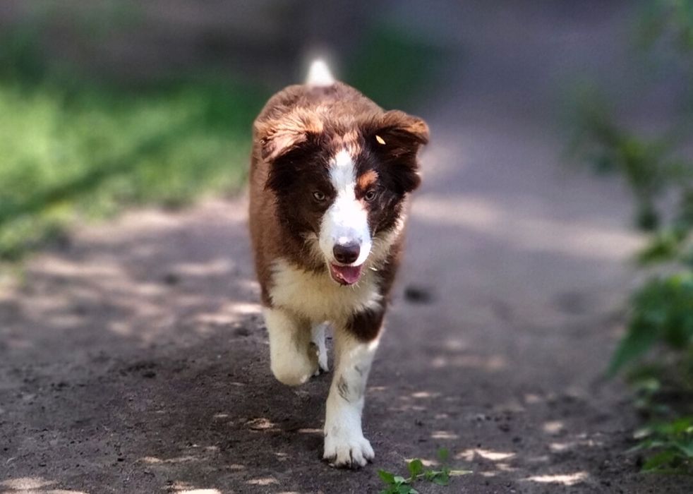 Border collie suczka