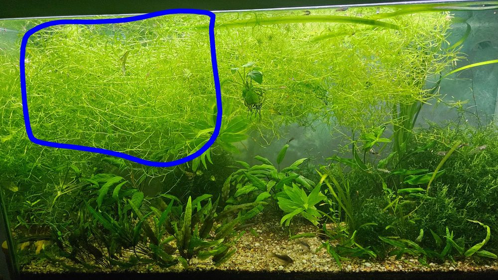 Plantas  de aquário
