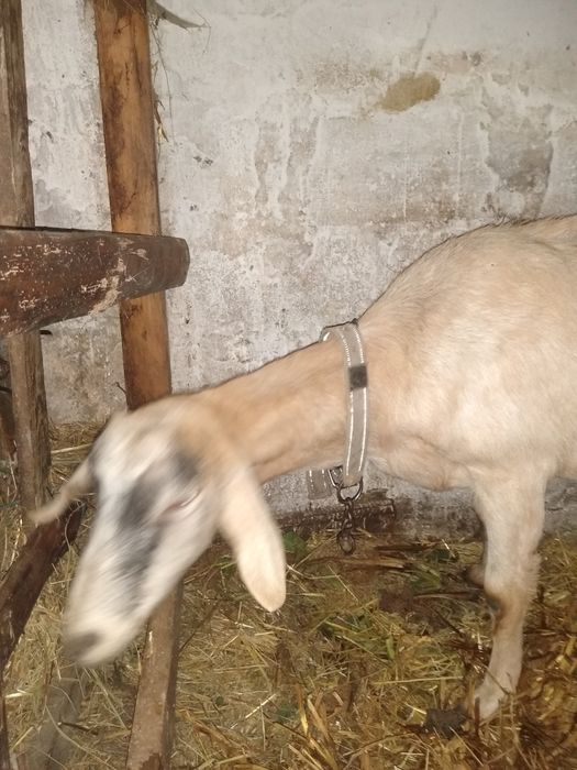 продам козу первістка
