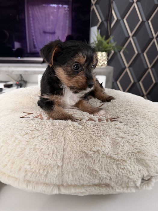 Yorkshire terrier