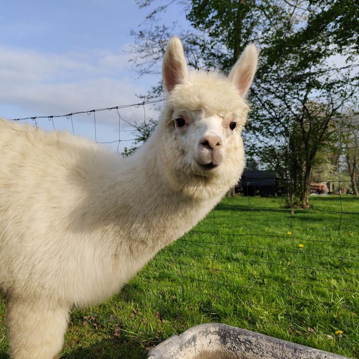 Samiec alpaki, alpaka samczyk