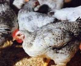 Инкуб.яцо несушки мясояичные импорт Украина опт и розница