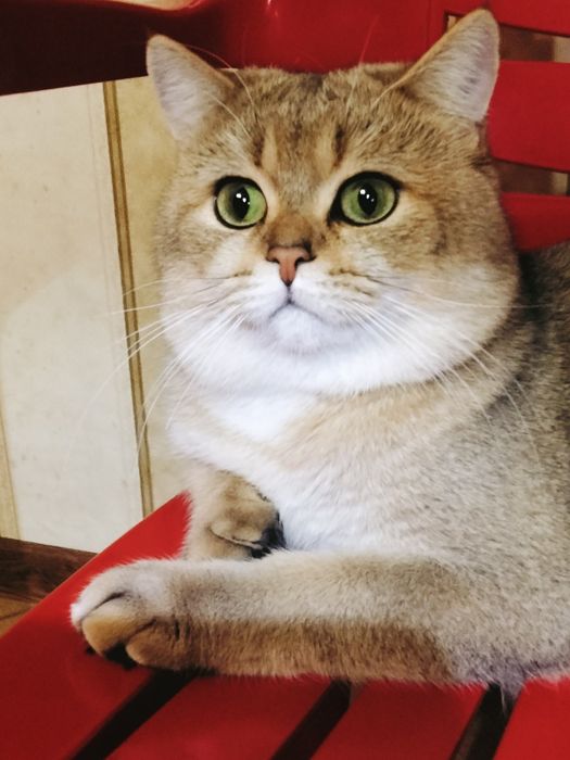 Золотой кот приглашает на вязку!