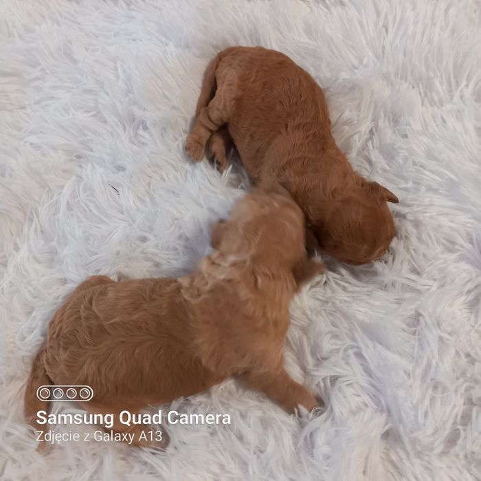 Pudel miniaturowy  suczka