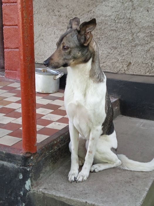 Шукає нового власника