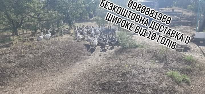 Гуси та гусенята різного віку, для забою, та вирощування