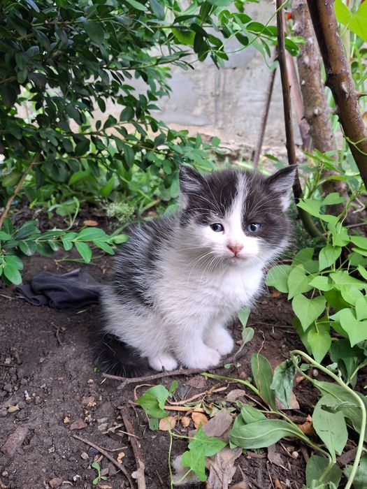 Кішечка, кошеня, котик Первомайськ Миколаївська обл.