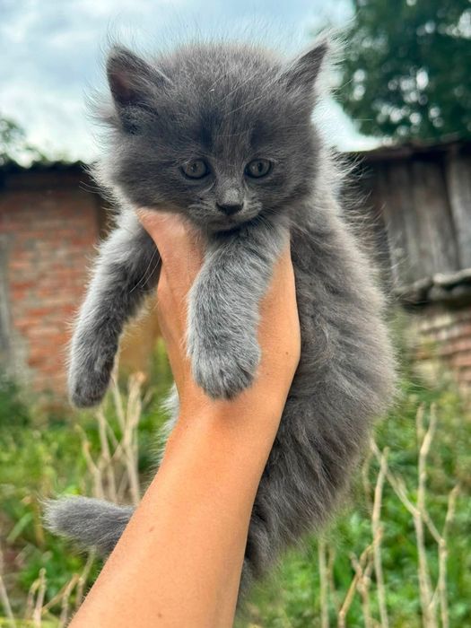 Гарнющі кошенята шукають родини!