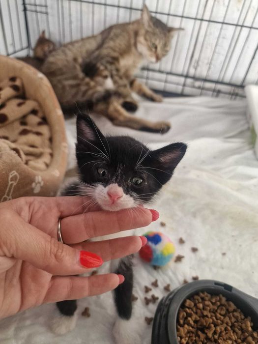 Gatos bebés para adoção consciente