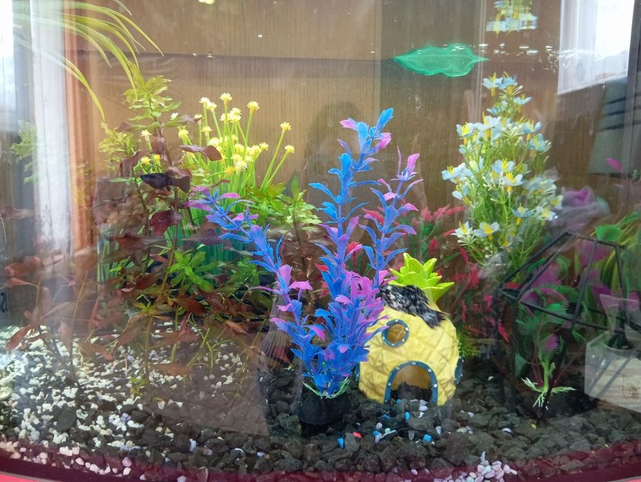 Odsprzedam akwarium z wystrojem