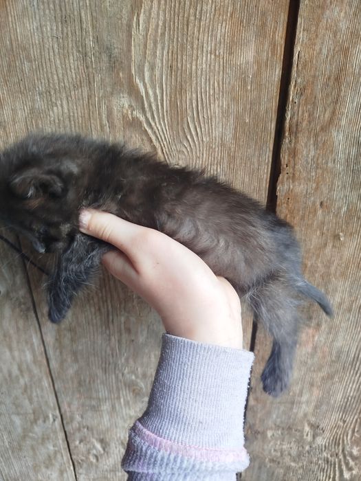 Кошенята у добрі руки
