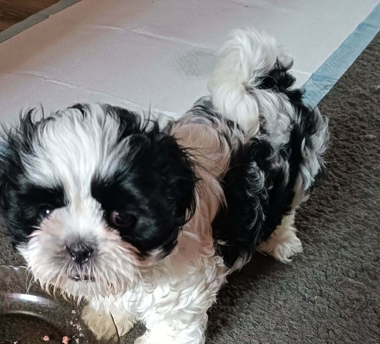 Szczeniak rasy shih -tzu