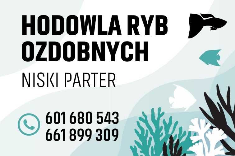 Ryby Akwariowe: Skalar Standard, Marmurkowy, Żółty, Czarny, Koi