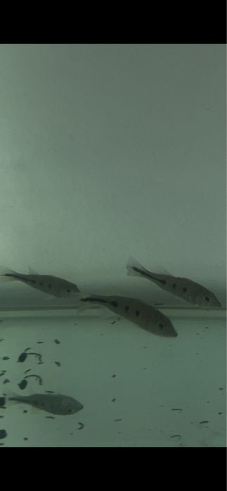 cichla ocellaris 5/6cm