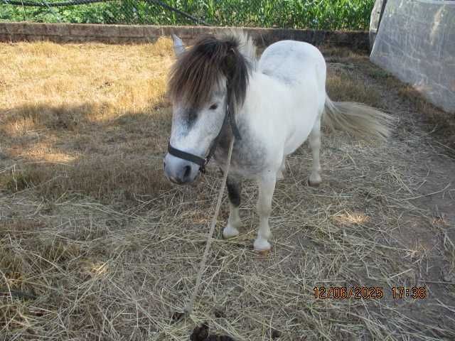 vendo pónei e charrete