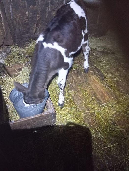 Теличка Голштинка