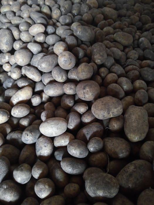 Ziemniaki jadalne LILLY