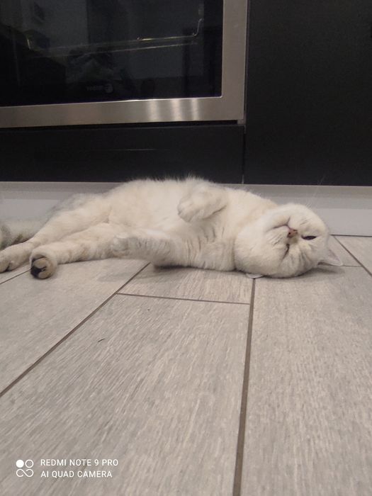 В'язка шиншилового серебристого кота, прямовухий  шотландець