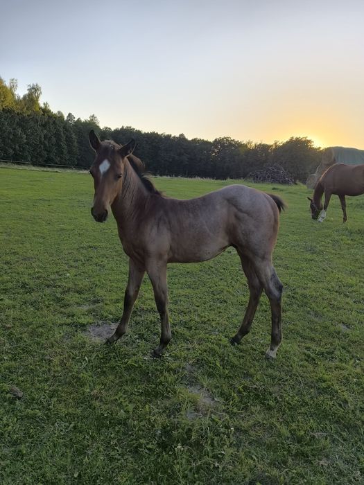 Ogierek quarter horse bay roan