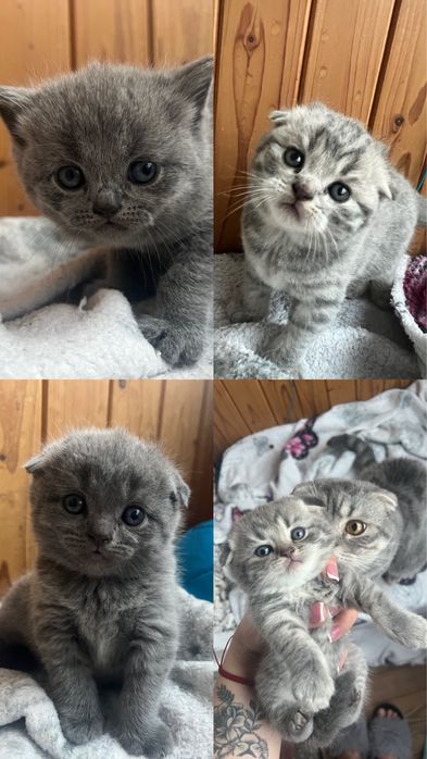 Шотланські кошенята