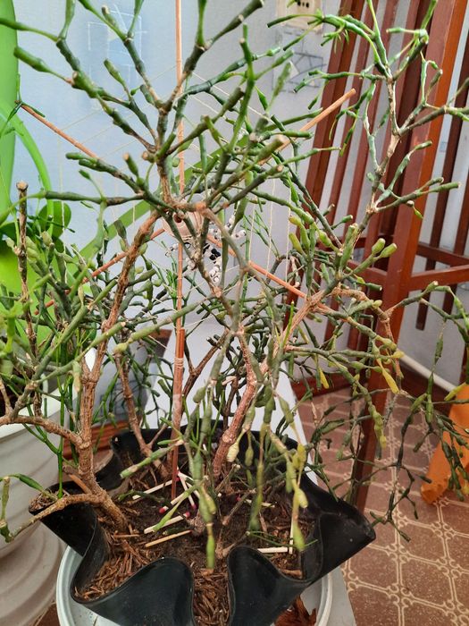 Кімнатна квітка Хатіора