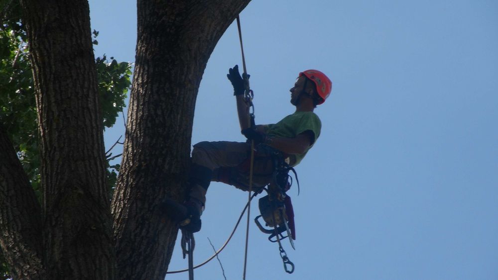 Wycinka drzew trudnych, cięcia drzew, krzewów żywopłotów,usuwanie drze