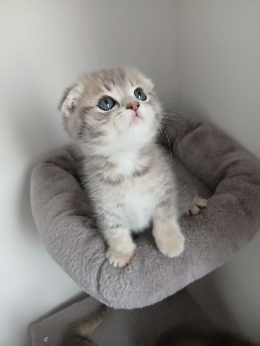 Scottish Fold Macho